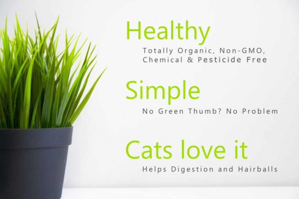 100% Organic Cat Grass Seed Mix 6 Ounce Z6855