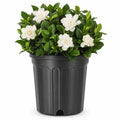 Gardenia Jasminoides 3 Gallon Live Shrub R99064