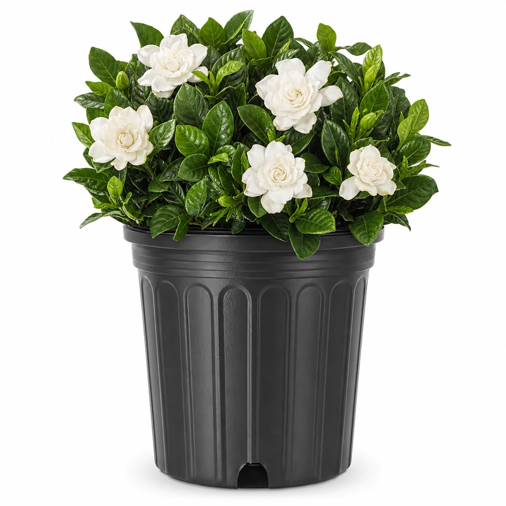 Gardenia Jasminoides 3 Gallon Live Shrub R99064