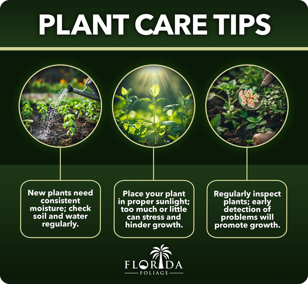 Gardenia Jasminoides 3 Gallon Live Shrub R99064