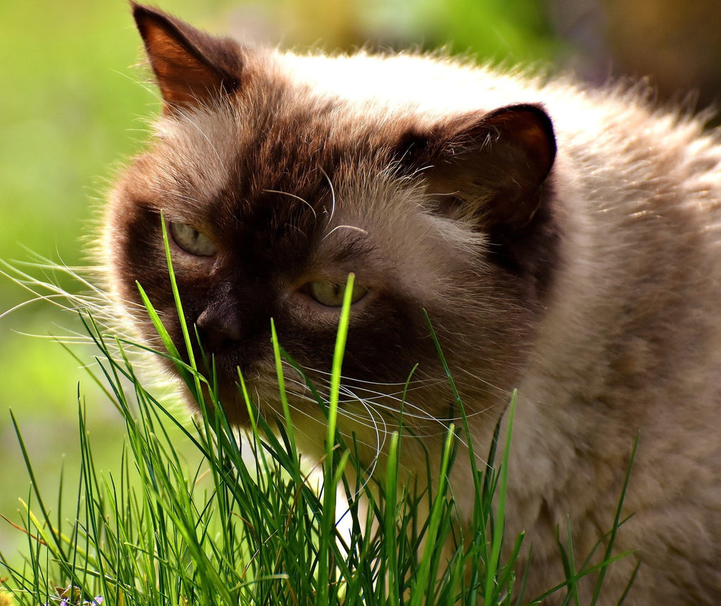 100% Organic Cat Grass Seed Mix 6 Ounce Z6855