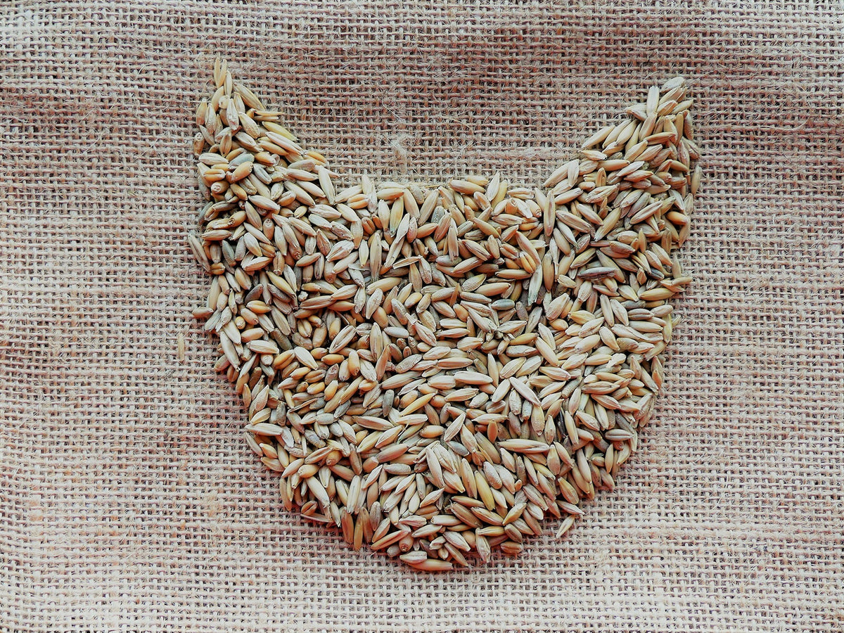 100% Organic Cat Grass Seed Mix 6 Ounce Z6855